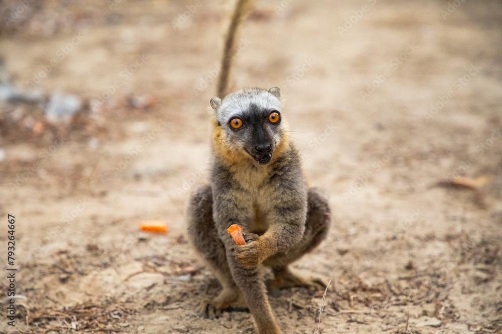 Fototapeta premium Common brown lemur (Eulemur fulvus) with orange eyes.