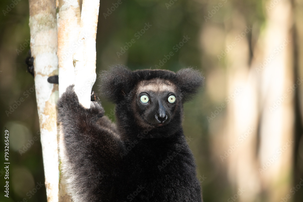 Fototapeta premium Lemur Indri indri, babakoto largest lemur from Madagascar