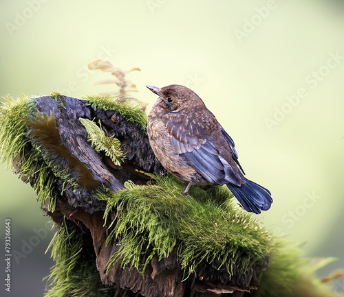 Obraz na płótnie Junge Amsel wartet auf Futter w salonie