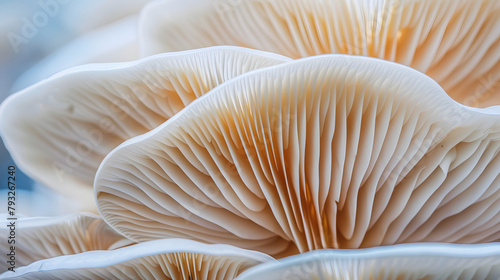 abstract background macro image of mushroom,