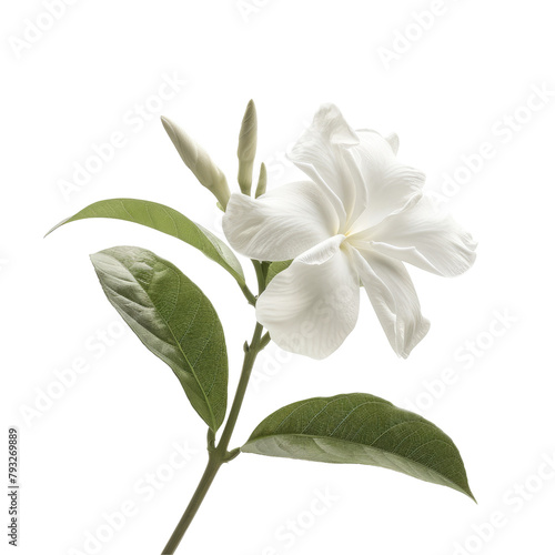 A solitary jasmine flower blooms elegantly in a summer garden its delicate beauty set against a clear transparent background