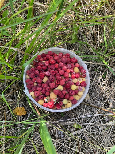 full bucket of ripe forest raspberries, bucket in green grass, top view