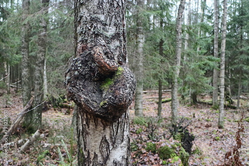 round fancy burl on a birch trunk, forest landscape