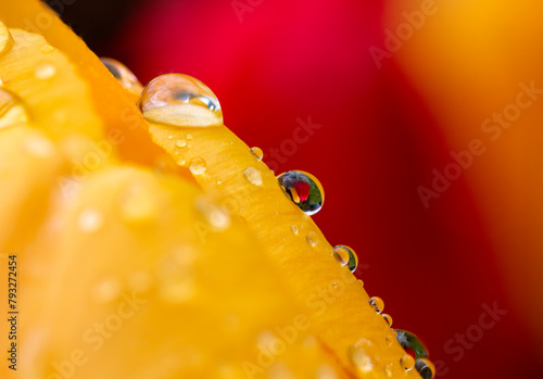Yellow tulip and drops in spring time