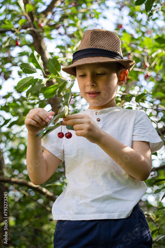 Little blond boy picking cherries in the garden. Summer harvest of fruits