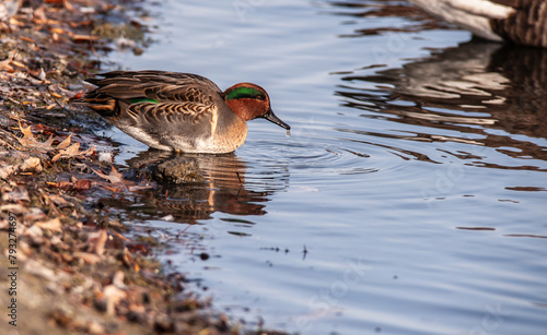 A male Green-winged Teal (Anas crecca), standing on the shore with water dripping from his beak