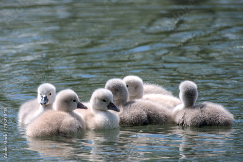 some very tiny swan fledglings close up in the water © Brinja