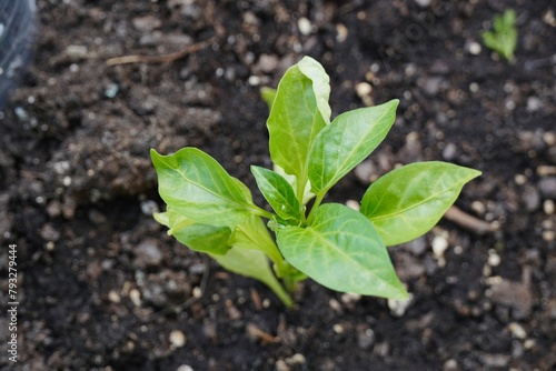 Bell pepper plant growing in soil. 