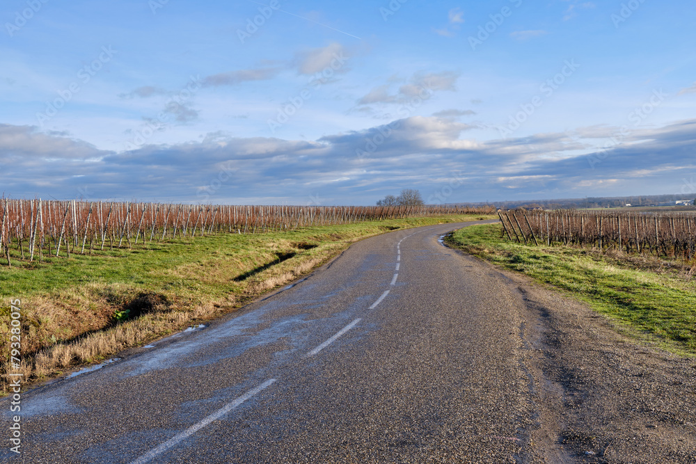 Alsace, December: view of Vineyards at Chateau de Kaysersberg