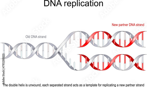 DNA Replication photo