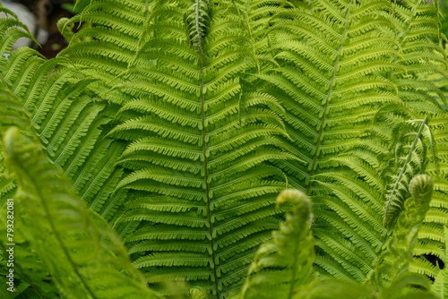 nefrolepis, Green nefrolepis plants, green ferns garden curly leaves, Close-up shot of green branches of a fern