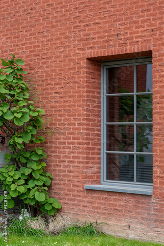 brick wall and window with ivy