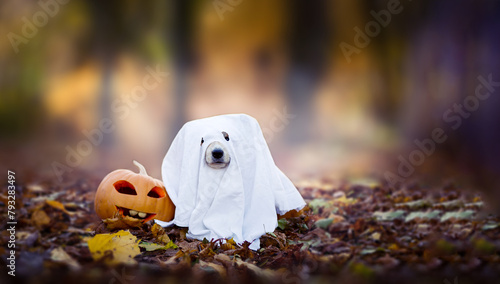 Welsh Corgi Pembroke wearing a ghost posing next to the pumpkin in the autumnal forest. Festive banner background to Halloween.