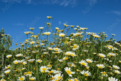 Margaritas en primer plano en paisaje primaveral con el cielo azul de fondo