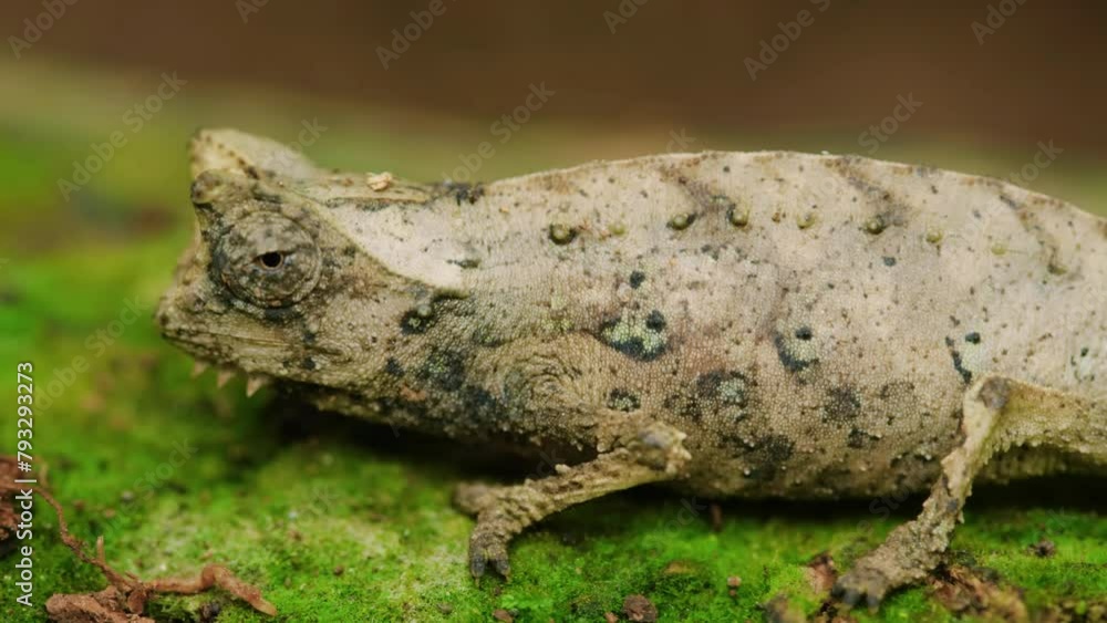 Close up of a Brown leaf chameleon (Brookesia superciliaris) in Madagascar island Close up of a Brown leaf chameleon (Brookesia superciliaris) in Madagascar island