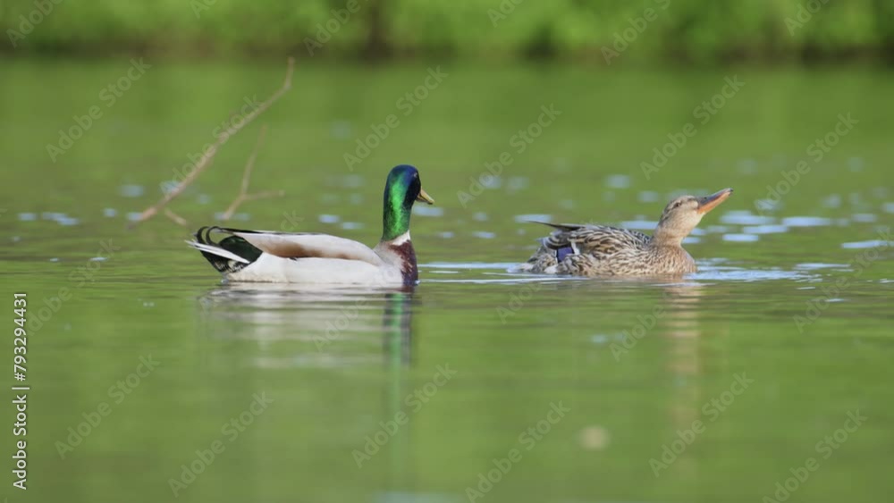 Mallard, Anas platyrhynchos, birds on lake at spring time Mallard, Anas platyrhynchos, birds on lake at spring time