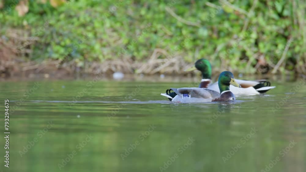 Mallard, Anas platyrhynchos, birds on lake at spring time Mallard, Anas platyrhynchos, birds on lake at spring time