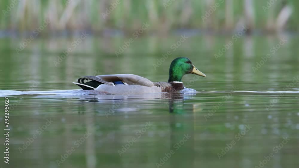 Mallard, Anas platyrhynchos, birds on lake at spring time Mallard, Anas platyrhynchos, birds on lake at spring time