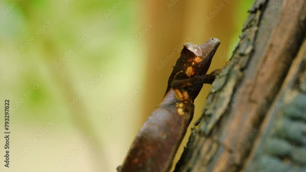 Close up of a Leaf Tailed Gecko (Uroplatus phantasticus) in tropical rainforest of Madagascar island Close up of a Leaf Tailed Gecko (Uroplatus phantasticus) in tropical rainforest of Madagascar island