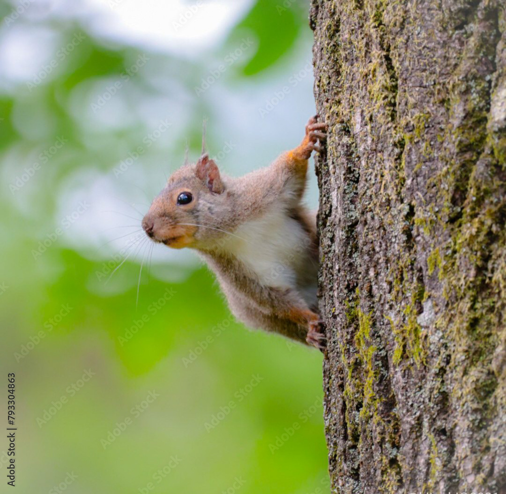 red squirrel on a tree red squirrel on a tree