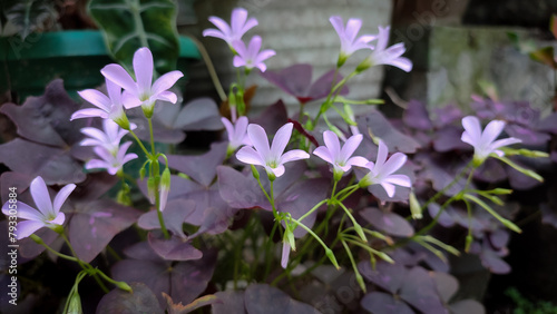 Butterfly flower or Oxalis triangularis or Calincing butterfly flower, red calincing, purple calincing is one of the ornamental plants that comes from the Genus oxalis