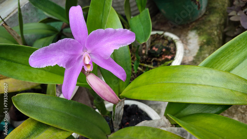 The light purple blooms and buds of Cattleya lawrenceana are a labiate species of Cattleya orchid. photo