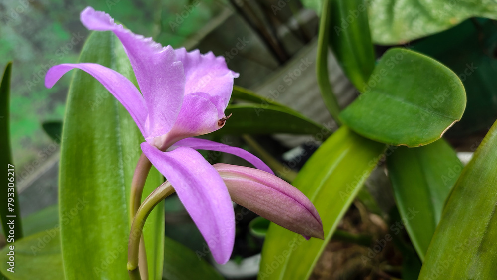 The light purple blooms and buds of Cattleya lawrenceana are a labiate species of Cattleya orchid.
