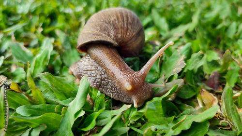 Snails is crawling on green grass, belong to the class of gastropod mollusks with circular, dull brown shells. photo