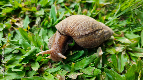 Canvastavla Snails is crawling on green grass, belong to the class of gastropod mollusks with circular, dull brown shells