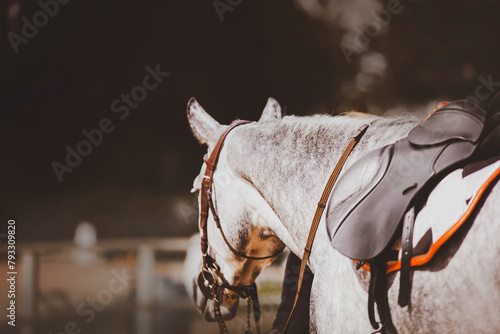 A beautiful dappled gray horse dressed in sports gear: saddle, bridle and saddlecloth. Equestrian sports. Horse riding.