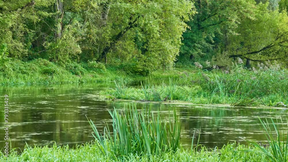 Picturesque forest river. Summer green nature. The shores covered with vegetation. Picturesque forest river. Summer green nature. The shores covered with vegetation.