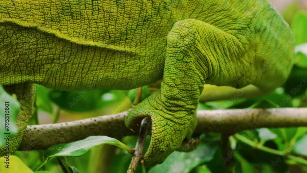 Close up of a Parson's Chameleon (Calumma parsonii) in Madagascar island Close up of a Parson's Chameleon (Calumma parsonii) in Madagascar island
