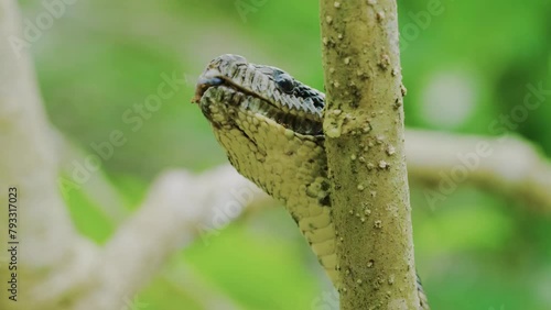 Close up of Mouth of a Madagascar Tree Boa snake (Sanzinia madagascariensis) photo