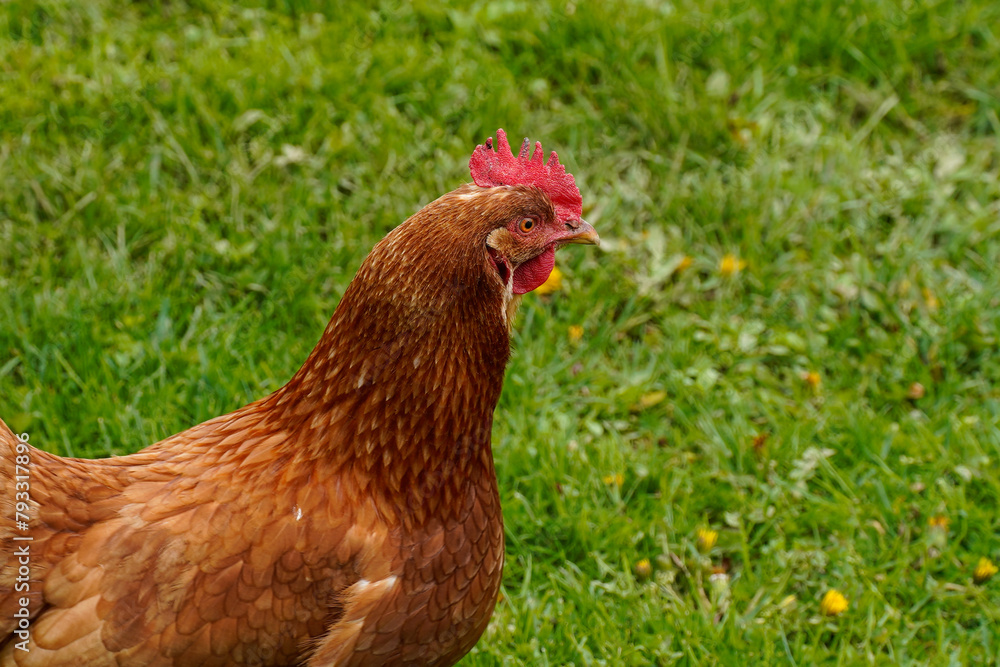 Close up of a cinnamon queen, red, hen, chicken. Close up of a cinnamon queen, red, hen, chicken.