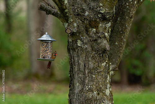 Female cardinal eating at a bird feeder. 