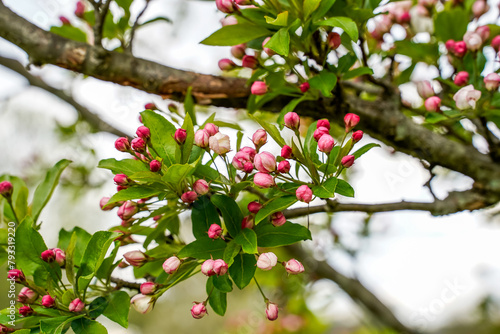 Background image of buds and flowers on a crabapple tree. White and pink flowers. 