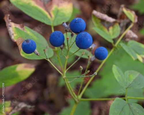 Caulophyllum thalictroides (Blue Cohosh) Spring Woodland Plant Native to North America