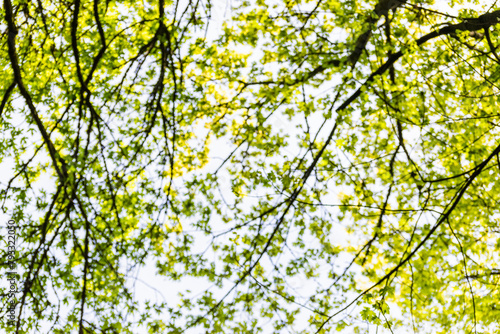 Blurry canopy