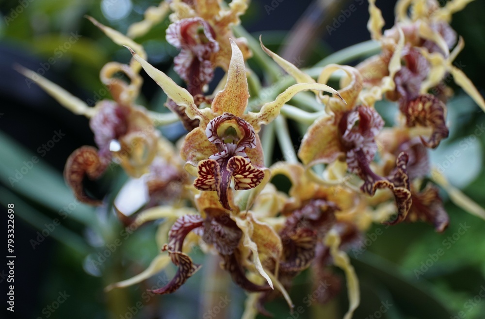 Closeup of the tiny yellow and red Dendrobium Spectabile orchid flowers Closeup of the tiny yellow and red Dendrobium Spectabile orchid flowers