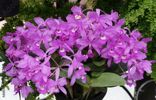 Beautiful purple Guarianthe Skinneri orchid flowers at full bloom