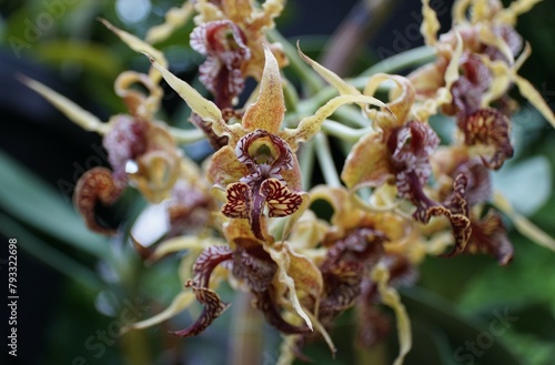 Closeup of the tiny yellow and red Dendrobium Spectabile orchid flowers