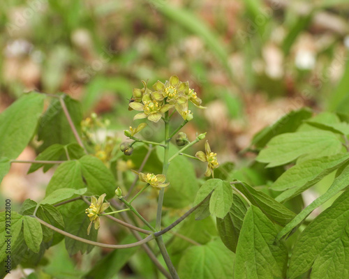 Caulophyllum thalictroides (Blue Cohosh) Spring Woodland Plant Native to North America photo