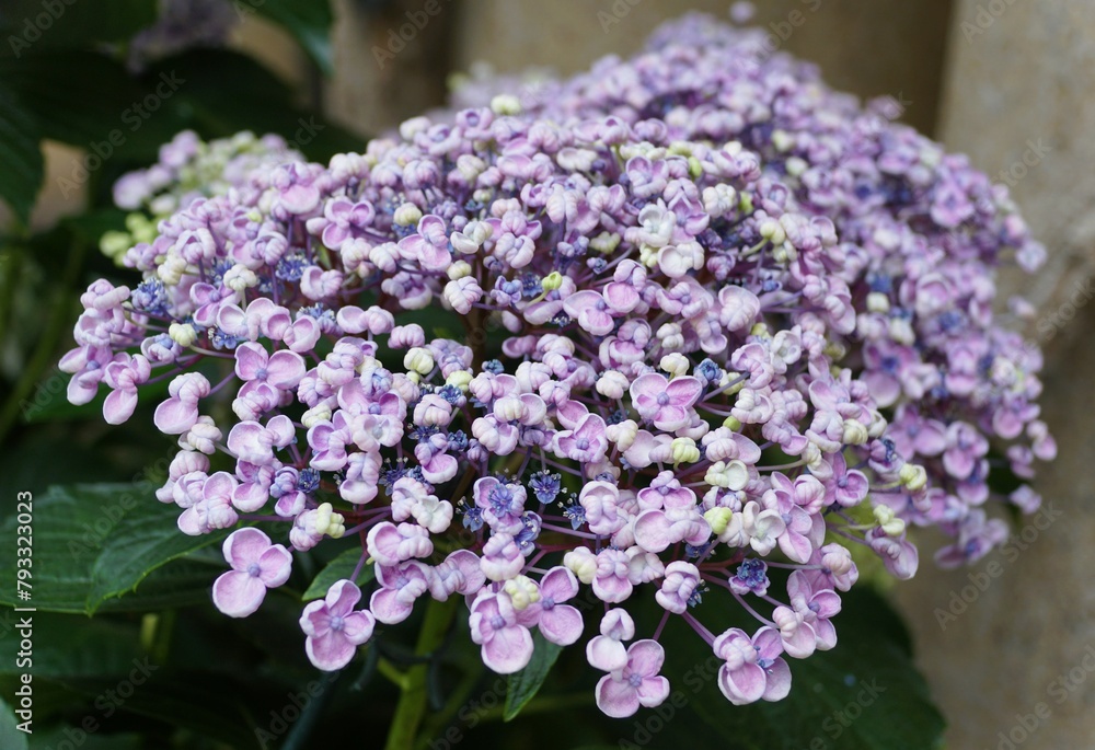 A unique light purple tiny petals of Bigleaf Hydrangea macrophylla Ayesha A unique light purple tiny petals of Bigleaf Hydrangea macrophylla Ayesha