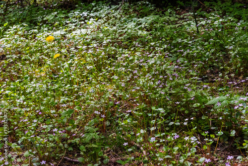 Siberian Miners Lettuce (Claytonia sibirica)