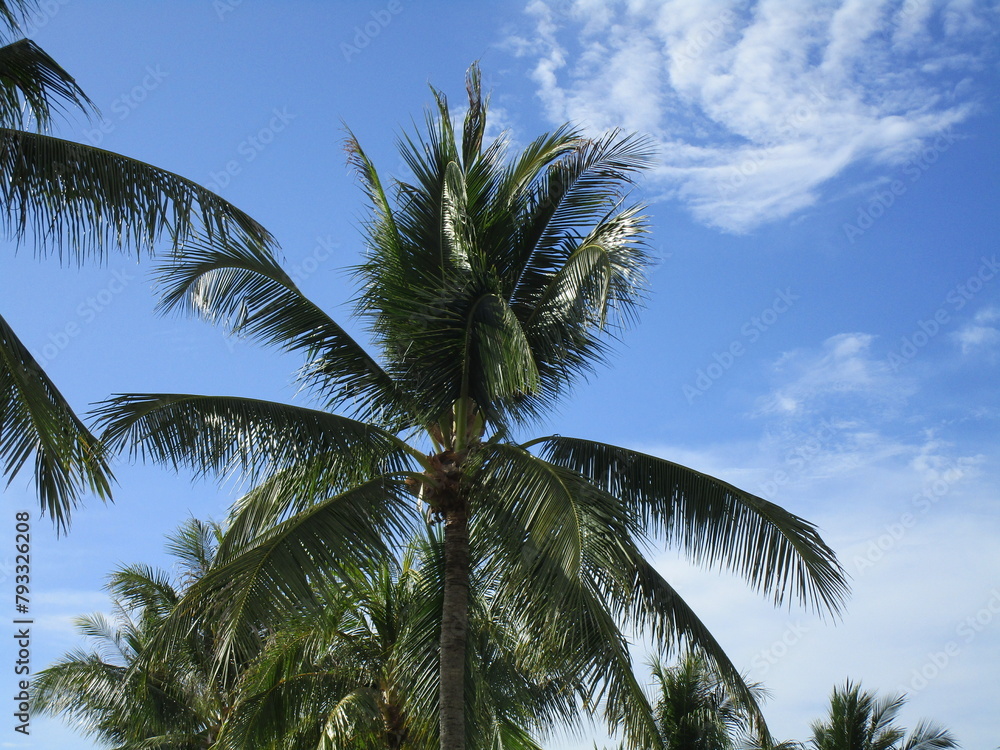 Fototapeta premium coconut palm against a partly cloudy sky viewed from below