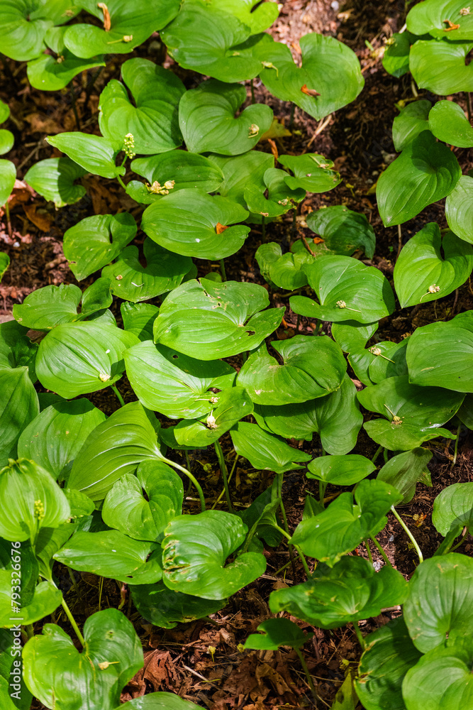 False Lilly (Maianthemum dilatatum) False Lilly (Maianthemum dilatatum)