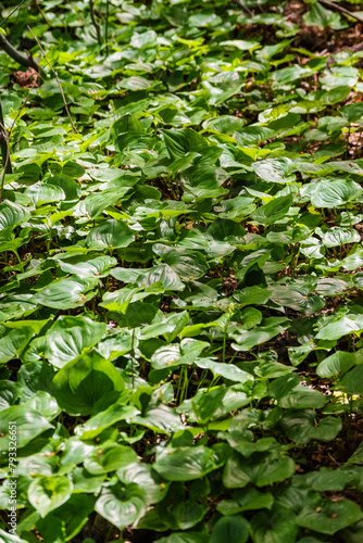 False Lilly (Maianthemum dilatatum) photo