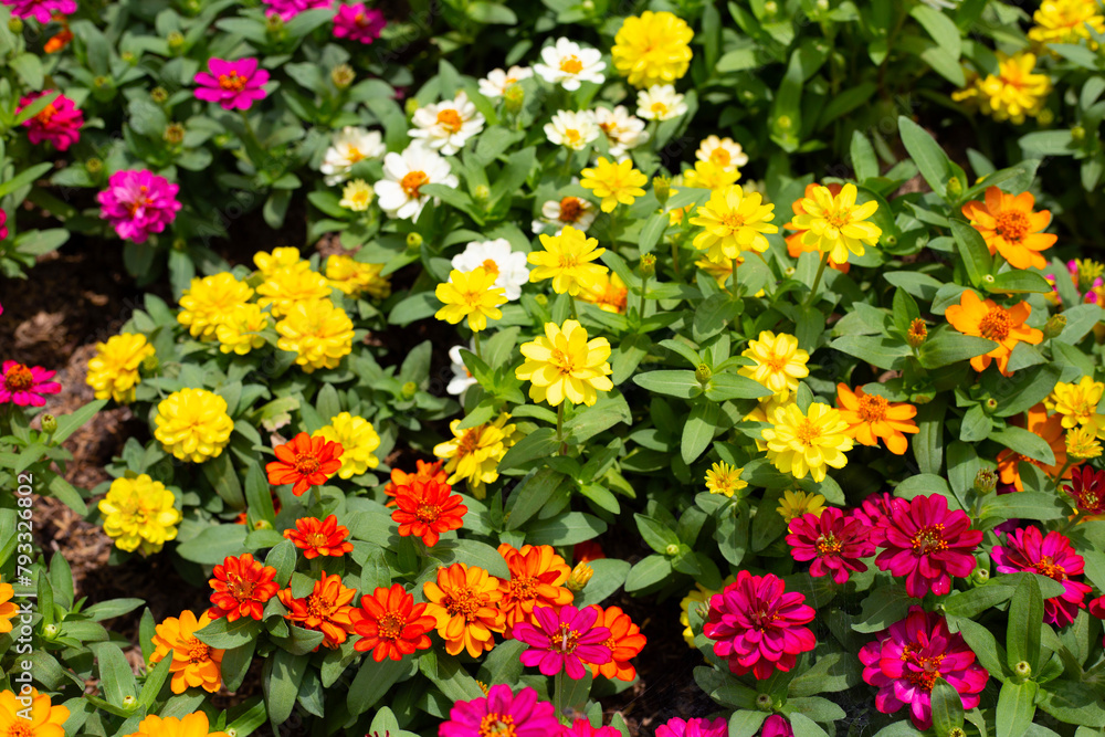 Fototapeta premium Zinnia flower in the garden