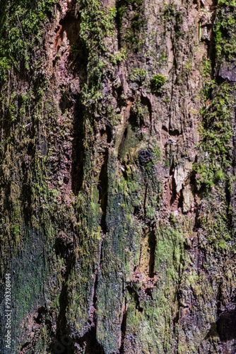 Fototapeta Naklejka Na Ścianę i Meble -  Weathered Timber