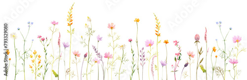 Watercolor horizontal border with wild field flowers and plants in pastel colors. Wild spring flowers border. Modern minimalist poster, greeting card, header for website photo